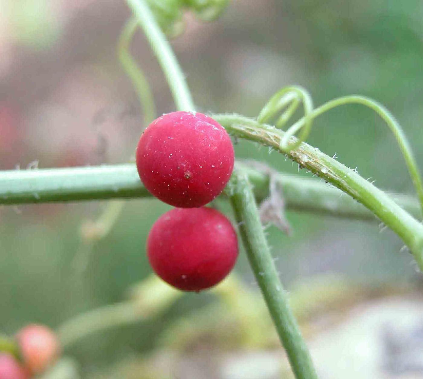 Bryony, White fruit